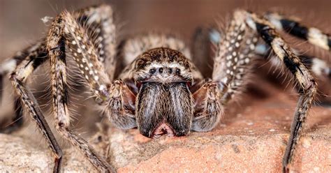 egyptian huntsman spider|Huntsman Spider .